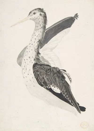 Bird, Perhaps an Egret, Seen in Profile with One Wing Lifted by Count Giorgio Durante, 1685–1755 — digital art print download