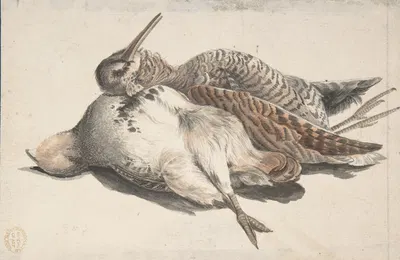 Dead Birds by Count Giorgio Durante, 1685–1755 — digital art print download