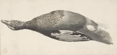 Dead Duck by Count Giorgio Durante, 1685–1755 — digital art print download