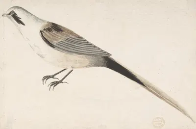 Long-Tailed Bird Seen in Profile. by Count Giorgio Durante, 1685–1755 — digital art print download
