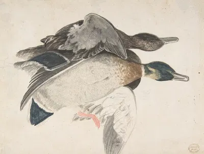 Two Dead Ducks by Count Giorgio Durante, 1685–1755 — digital art print download