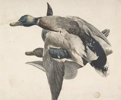 Two Dead Ducks by Count Giorgio Durante, 1685–1755 — digital art print download