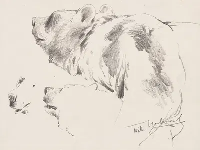 Bären-Studien by Вильгельм Кунерт, 1900 — digital art print download
