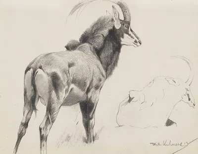 Rappenantilope by Wilhelm Kuhnert, 1912 — digital art print download