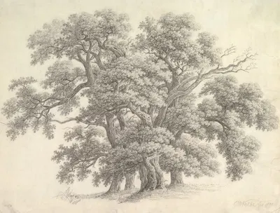 Study of Oak Trees by Carl Wilhelm Kolbe the elder, 1800 — digital art print download