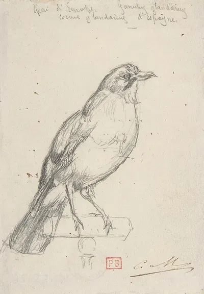 A European Jay by Charles Meryon — digital art print download