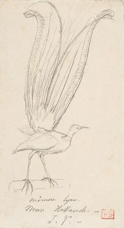 A Lyre Bird by Charles Meryon — digital art print download