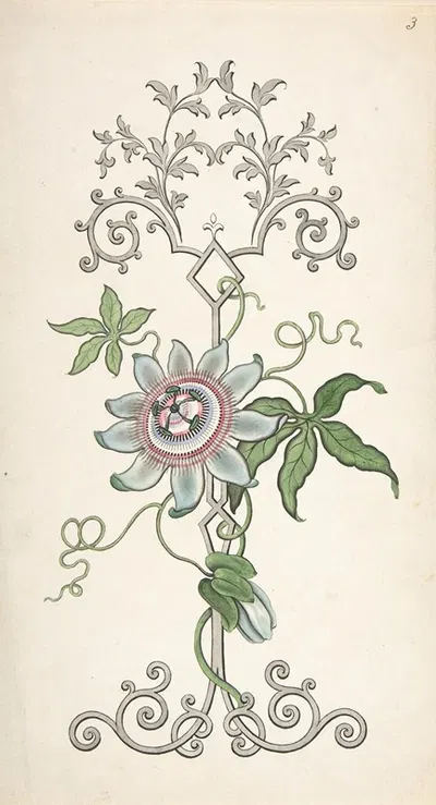 Design for Panel Decoration Centered on a Passion Flower by J. Hulme — digital art print download