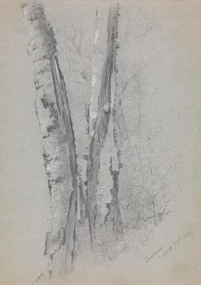 Study of Birch Trunks (Scribners') by Джервис Макинти, 1869 — digital art print download
