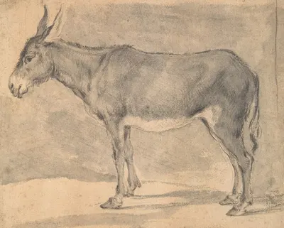 Donkey by Питер ван Лаер — digital art print download