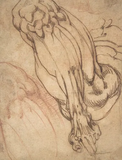 Anatomical Studies of a Leg by School of Michelangelo Buonarroti, 1475–1564 — digital art print download