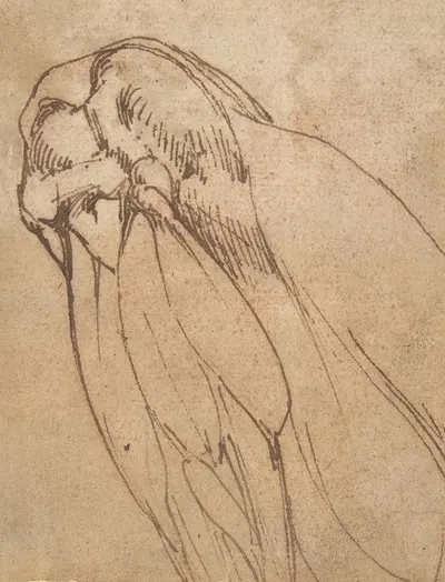 Anatomical Study of a Knee by School of Michelangelo Buonarroti, 1475–1564 — digital art print download