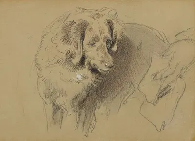 Study of a Dog by Сэр Эдвин Генри Ландсир — digital art print download