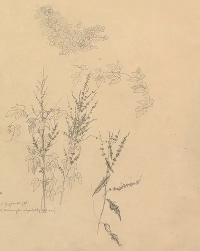 Studies of Plants by Johann Wilhelm Preyer, 1833 — digital art print download