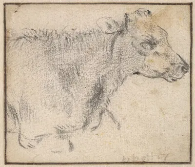 Study of a lying cow by Паулус Поттер — digital art print download