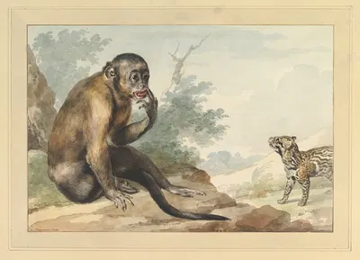 A Monkey Sitting on a Rock Looking at a Civet by Аерт Шоуман, 1764 — digital art print download