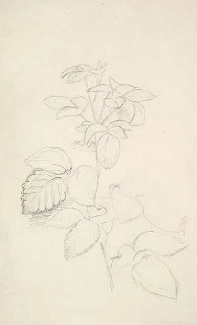 Study of a Plant by Джордж Ричмонд — digital art print download