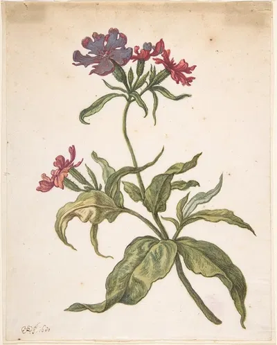 Study of a red catchfly (Lychnis hirsuta) by Херман Сафлевен, 1680 — digital art print download
