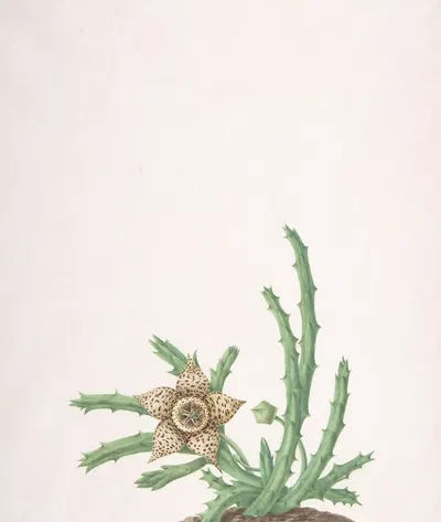 A Stapelia Variegata by Nicolas Robert — digital art print download