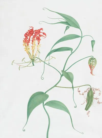 Gloriosa Superba (Climbing Lily) by Nicolas Robert — digital art print download
