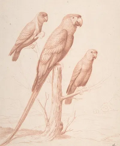 Three Parrots by Nicolas Robert — digital art print download
