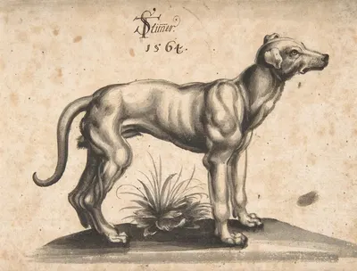 A Dog Looking to the Right by Тобиас Штиммер, 1564 — digital art print download
