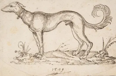 A Greyhound in Profile Facing Left by Virgil Solis, 1549 — digital art print download