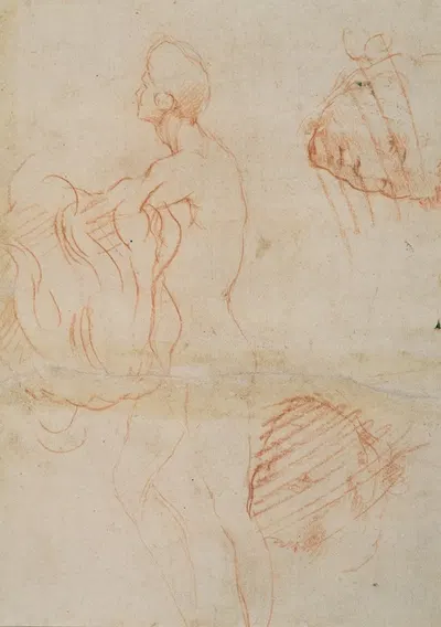 Figure Study and Face by Андреа дель Сарто, 1522–1526 — digital art print download