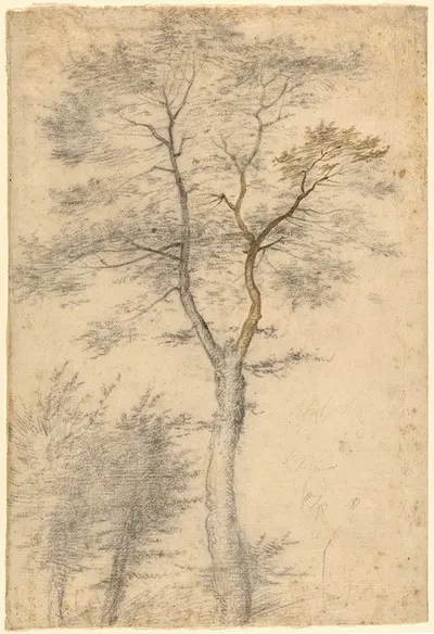 Three Studies of Trees by Fra Bartolomeo, 1508 — digital art print download