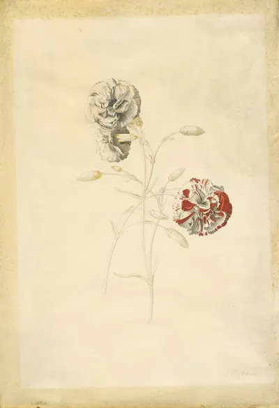 Carnations by Georg Dionysius Ehret — digital art print download