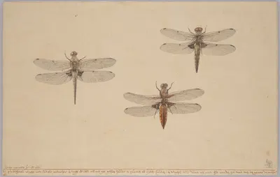 Three Dragonflies by Рохус ван Вейн, 1681 — digital art print download