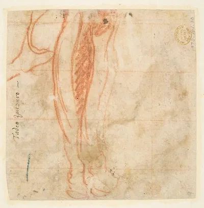 Sketch of a Leg by Taddeo Zuccaro — digital art print download