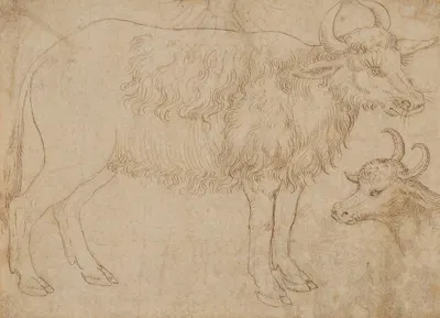 Study of Two Bovine Animals by The Veneto — digital art print download