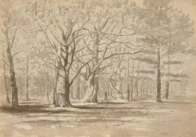 College Woods by Уильям Фаулер Хопсон — digital art print download