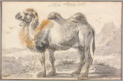 A Camel by Cornelis Saftleven, 1646 — digital art print download