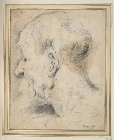 Head of an Old Man in Profile by Camillo Procaccini — digital art print download