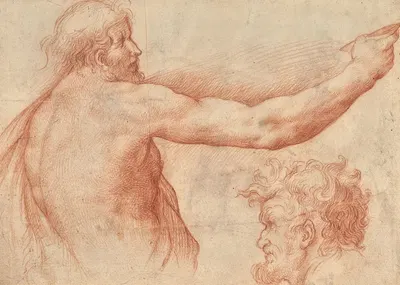 Étude d'homme nu en buste et d'une tête barbue by Giulio Cesare Procaccini — digital art print download