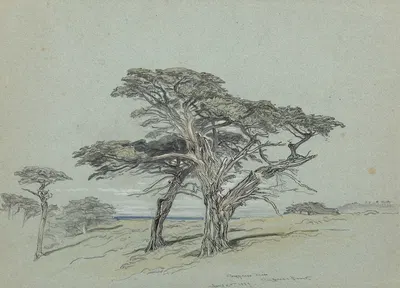 Cypress Trees, Cypress Point by Samuel Colman, 1886 — digital art print download