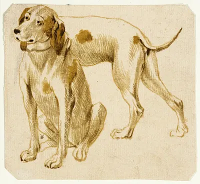 Studies of Dogs by Франс Снайдерс — digital art print download