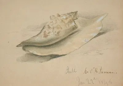 Conch Shell by Джон О'Брайен Инман, 1846 — digital art print download