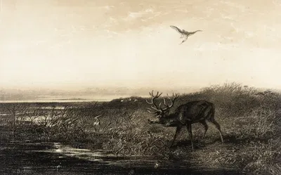 Вечер; Олень и цапли by Карл Бодмер, 1858 — digital art print download