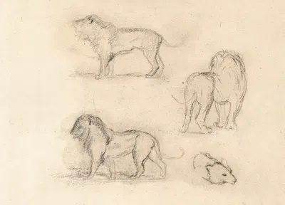 Etude de trois lions et une tête d'ours by Антуан-Луи Барье — digital art print download
