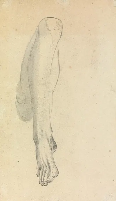 Anatomical Study of a Leg by Benjamin Robert Haydon — digital art print download