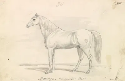 Marengo, Bonaparte's Arab by Чарльз Гамильтон Смит, 1837 — digital art print download