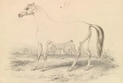 The Dongola Horse by Чарльз Гамильтон Смит, 1837 — digital art print download