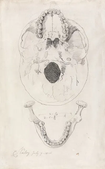 A measured drawing of a skull by Корнелиус Варли, 1826 — digital art print download
