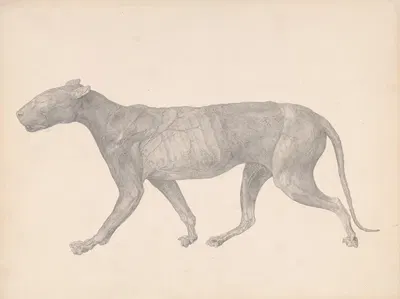 Tiger, Lateral View, with Skin and Tissue Removed by George Stubbs — digital art print download