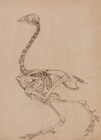 Fowl Skeleton, Lateral View by George Stubbs — digital art print download