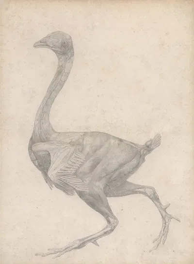 Fowl, Lateral View, with Skin and Underlying Fascial Layers Removed by George Stubbs — digital art print download