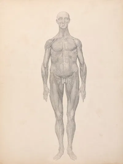 Human Figure, Anterior View, Skin and Underlying Fascial Layers Removed by George Stubbs — digital art print download